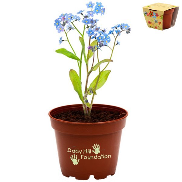 Wee Terra Cotta Flower Planter Kit