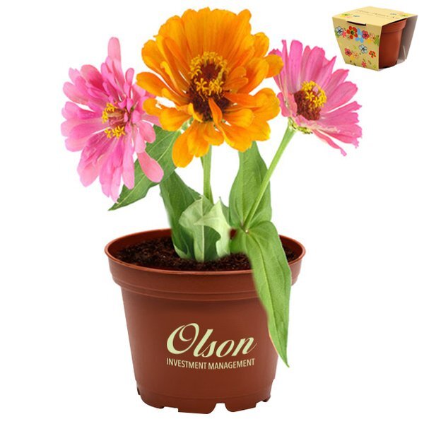 Petite Terra Cotta Flower Planter Kit