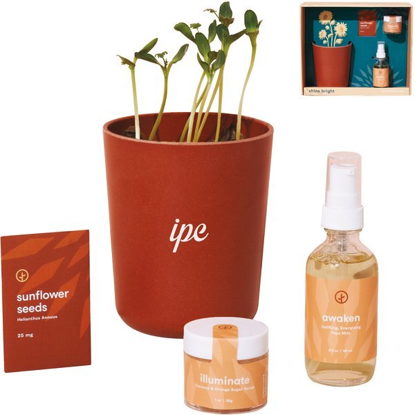 Modern Sprout® Shine Bright Take Care Sunflower Kit